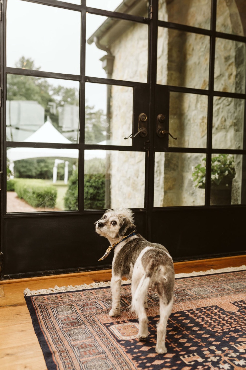 small black and white dog waiting at glass French doors