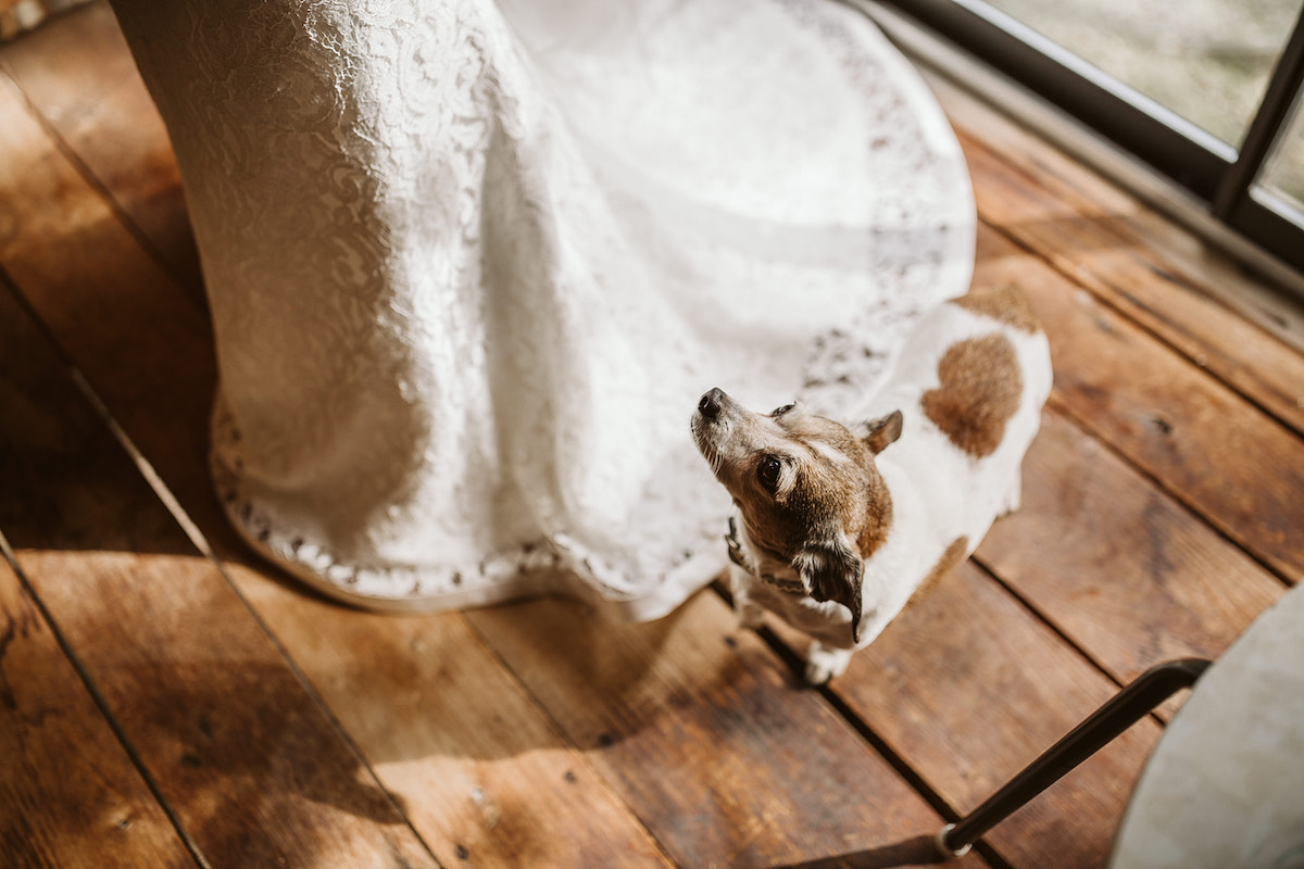 small brown and white dog stands next to bride and looks up at her