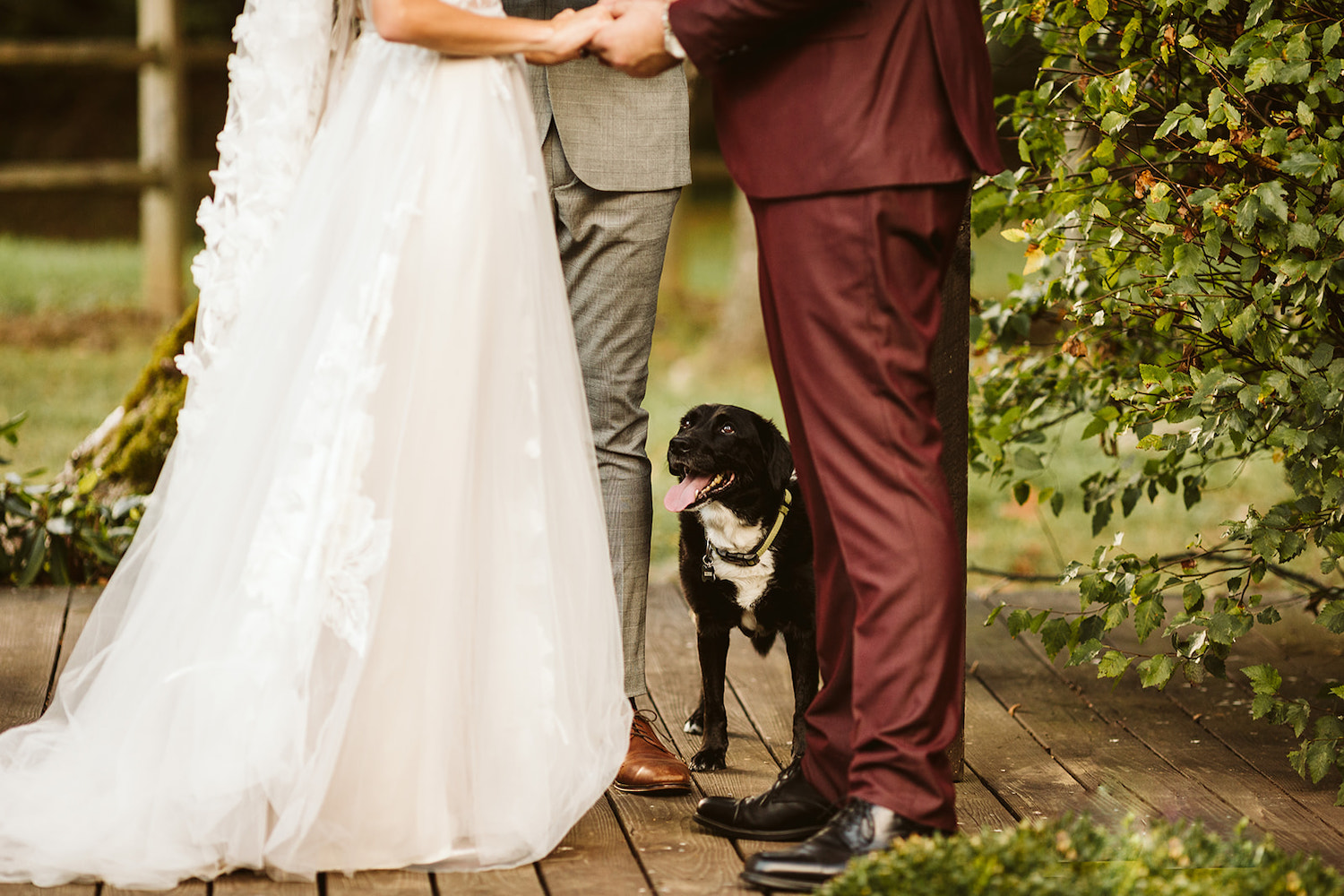 black labrador stands next to officiant while bride and groom hold hands and exchange vows