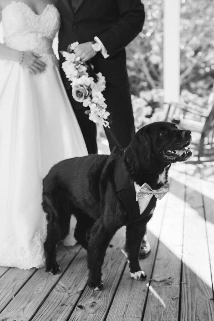 Pet-friendly wedding at the Homestead at Cloudland Station. Photo by OkCrowe Photography. 