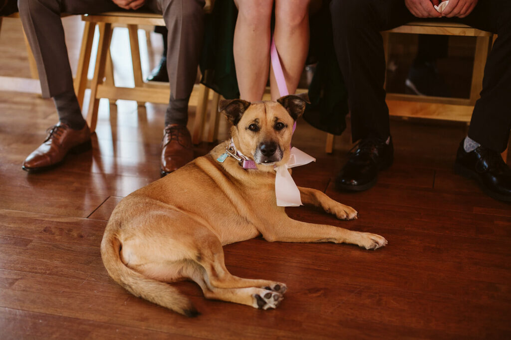 Pet-friendly wedding at the Turnbull Building in Chattanooga. Photo by OkCrowe Photography. 