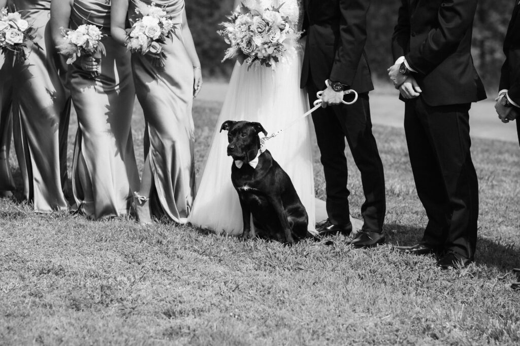Pet-friendly wedding at Views at Sunset Ridge in Chattanooga. Photo by OkCrowe Photography. 