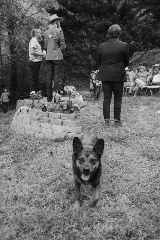 Pet-friendly wedding in the couple's backyard in Chattanooga. Photo by OkCrowe Photography. 