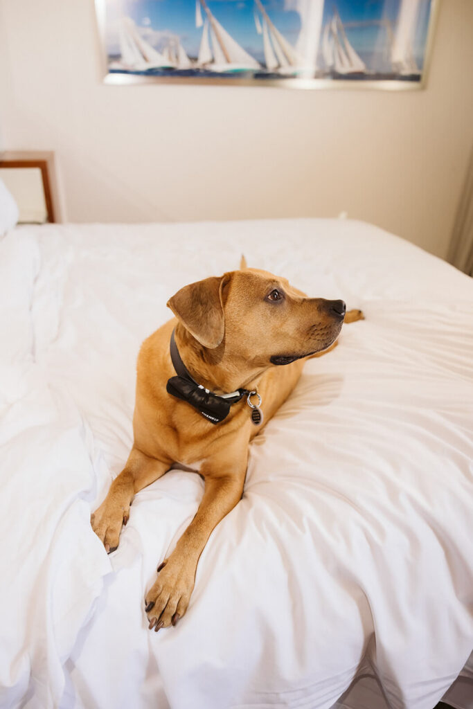 Bride and groom's dog waiting for them to get ready at the 33 Seaport Hotel. Photo by OkCrowe Photography.